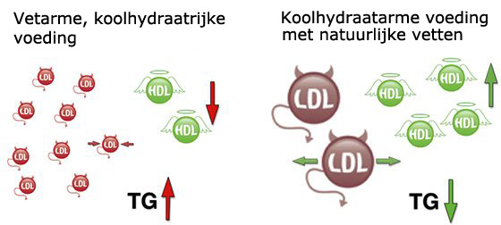schema dat duidelijk maakt dat koolhydraatrijke voeding leidt tot verhoging van LDL-cholesterol